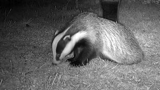 Wild European Badger Exploring a Peaceful Cottage Garden at Night