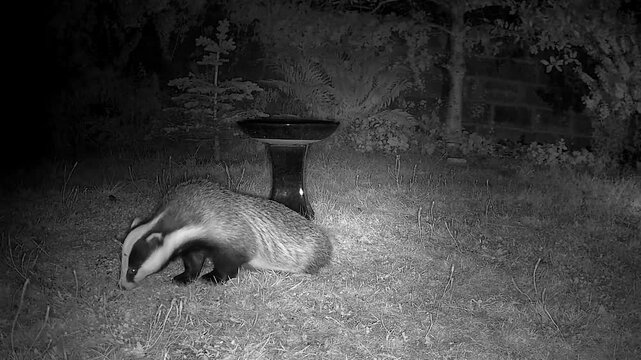 Wild European Badger Exploring a Peaceful Cottage Garden at Night