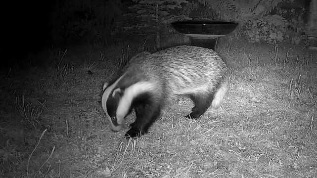 Wild European Badger Exploring a Peaceful Cottage Garden at Night