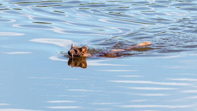 an American mink swims down a river