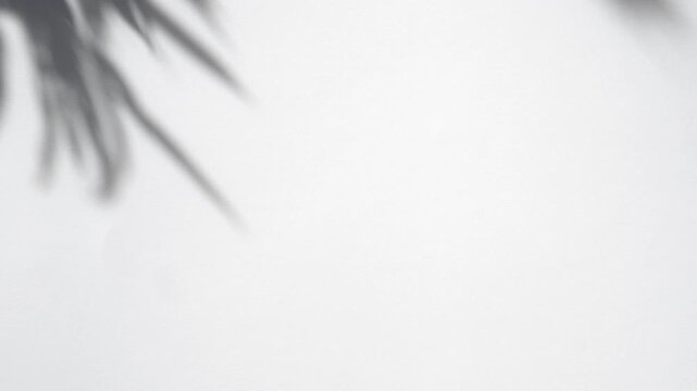 Palm leaves moving gently in wind, minimal luxury backdrop shadow foliage on white background wall