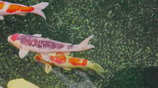 Colorful Koi Fish Swimming in Dark Water &ndash; Ornamental Pond Scene
