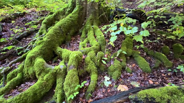 Plitvicka Jezera, Croatia - October 06, 2025: Plitvice Lakes National Park. Moss-covered tree roots intertwine on forest floor, showcasing vibrant greenery and fallen leaves in natural settin
