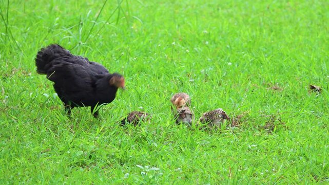 red junglefowl (Gallus gallus). the hen is domesticated and a brood of chicks in the meadow. Thailand