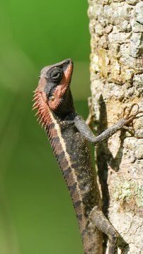 Calotes emma Large Forest Crested Lizard of Thailand. Found living on trees
