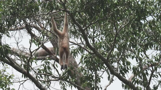 Lar Gibbon (Hylobates lar)monkey is jumping on the tree.