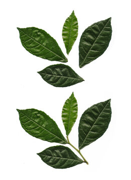 Fresh green leaves and plant stem isolated on a black background