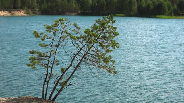 Slender pine leaning over rippled teal lake, branches tilting and needle clusters splayed by breeze beside rocky sandy shore in bright daylight with calm wilderness color