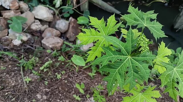Young Cassava Leaves with Developing Cassava Fruits