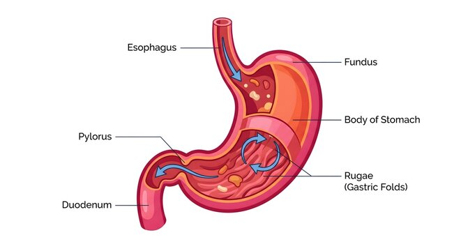 Cross section anatomy of the human stomach showing internal structures and digestive flow