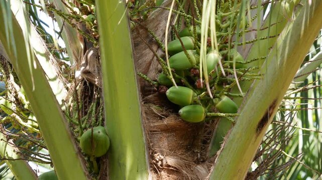 Close up of green unripe coconuts growing in clusters on a palm tree with leafy crown. Tropical crop.