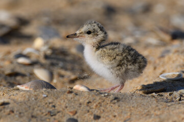 Little tern chick standing on coastal sand among scattered shells © Antonio