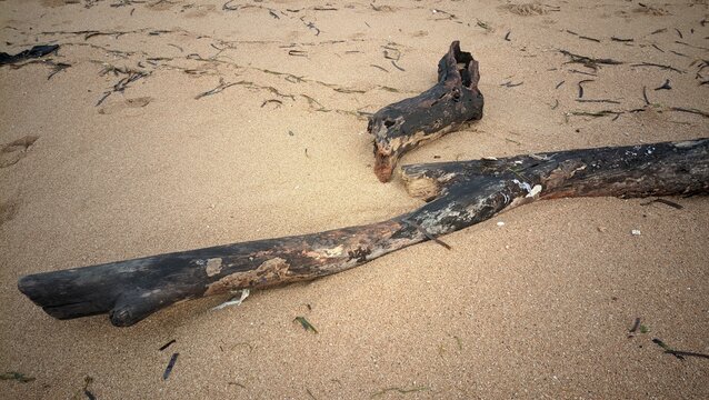Dark weathered driftwood logs lying on a tropical sandy beach shore.