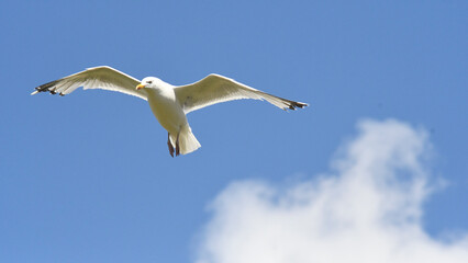 Fototapeta premium Segull in Flight - Mach Loop - Wales - United Kingdom - Europe 