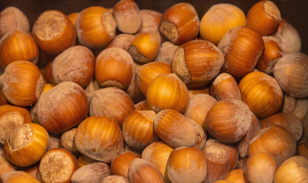 Pile of fresh raw hazelnuts in shells
