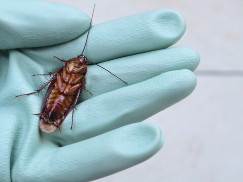 lose up a dead brown cockroaches lying upside down on an open hand wearing a rubber protective glove. Perfect concept photo for pest control service, household bug removal, and sanitary protection
