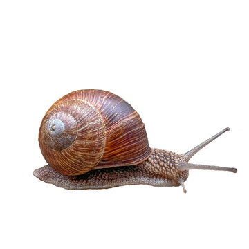 Burgundy snail (Helix pomatia) crawling isolated on white background, macro side view