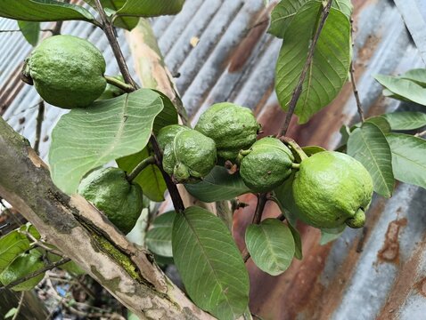 Fresh green guavas growing on a tree branch. Organic tropical fruit ripening in the garden.