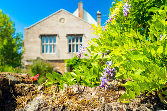 Shallow focus of healthy wisteria seen on an ancient stone walk in the historic cathedral city of Ely, UK. The bishops house can be seen in the background.