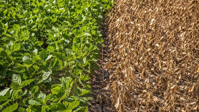 Contrasting Agricultural Fields: A Visual Study of Healthy Greenery versus Dry and Parched Crop Lands Highlighting Climate Impact on Agriculture
