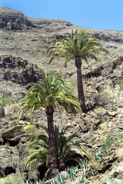 Palmen auf Gran Canaria