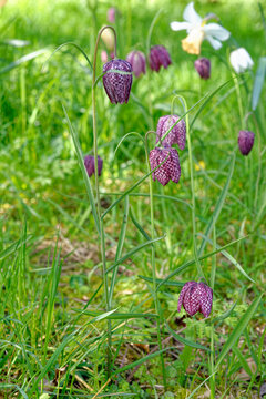 Rare purple snakes head fritillary wild flowers blooming in a grassy spring meadow at Dyrham Park, England