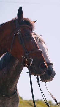 cheval en concours de saut d'obstacle