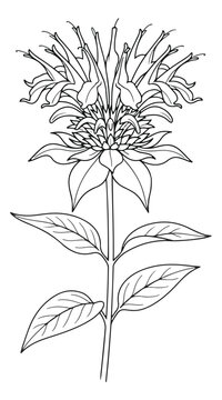 Vintage bee balm botanical illustration, hand drawn monarda flower line art vector, herbal bergamot plant sketch for medicinal tea packaging