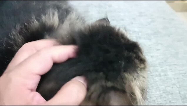 Close up of hand petting fluffy cat head with soft fur, pet care and affection