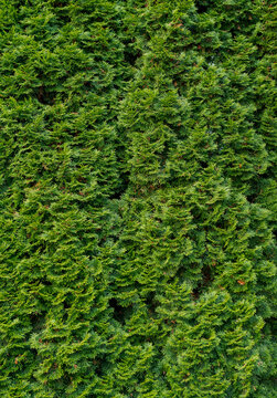 Evergreen foliage creates natural texture