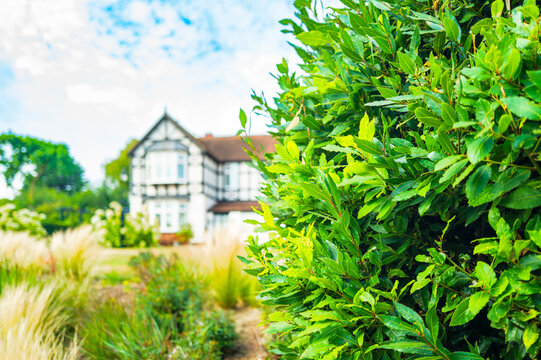 Shallow focus of a lush green front garden bush seen in a large garden in the UK. A large, detached mansion house can be seen in the background.