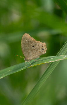 butterfly on leaf. Melanitis leda butterfly. the common evening brown butterfly. 