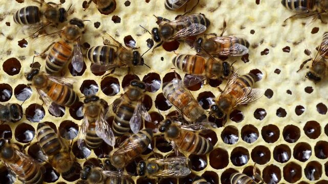 Bees close honey in combs.