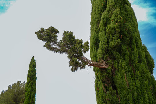 Cipr&eacute;s