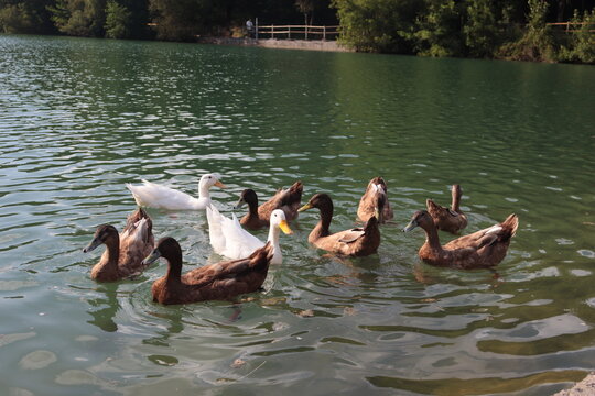 Bandada de patos blancos y marrones nadando en un lago de aguas tranquilas. Escena natural al aire libre rodeada de vegetaci&oacute;n y reflejos sobre el agua.