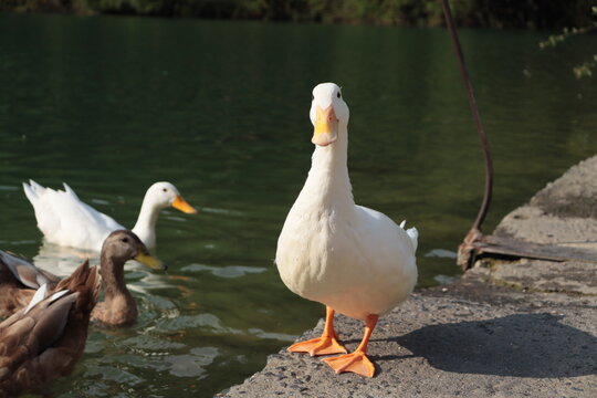 Pato blanco de pie en la orilla de un estanque mientras otros patos nadan en el agua. Escena natural iluminada por la luz del sol en un entorno tranquilo.