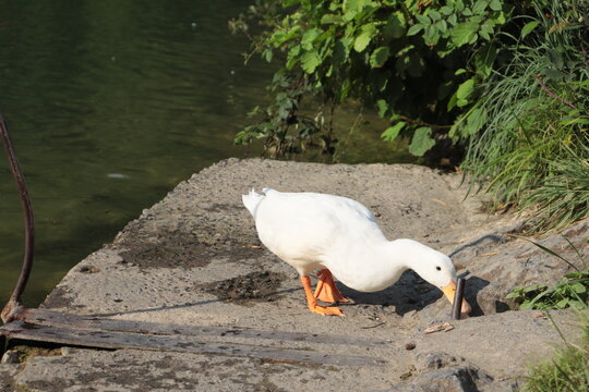Pato blanco de pie en la orilla de un estanque mientras otros patos nadan en el agua. Escena natural iluminada por la luz del sol en un entorno tranquilo.