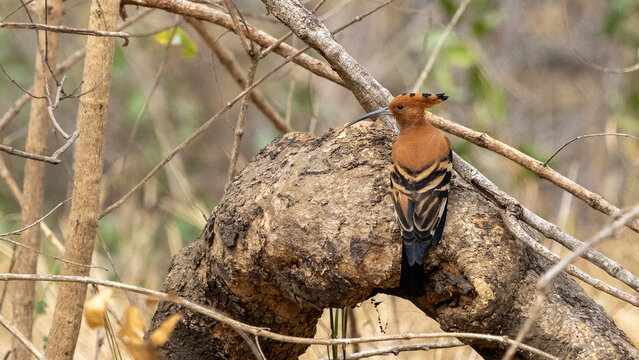 The Eurasian hoopoe or common hoopoe (Upupa epops) is the most widespread species of hoopoe. It is a distinctive cinnamon coloured bird with black and white wings, a tall erectile crest, a broad white