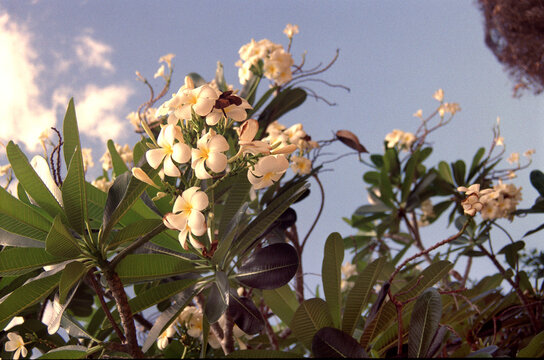 Frangipani (Plumeria)