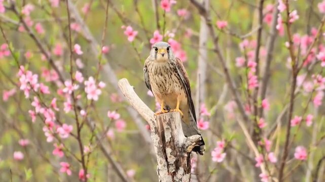 Common Kestrel Perched on Stump among Spring Pink Blossoms