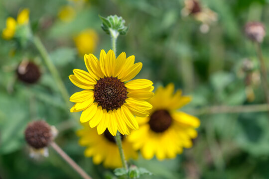 Close up of vivid yellow sunflower in full bloom under bright summer sunlight