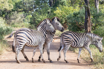 Obraz premium Burchell's Zebra or Plains Zebra (Equus quagga burchelli) crossing dirt track in riverine forest, Limpopo, South Africa