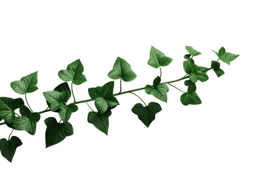 Curved trailing ivy branch with dense heart shaped leaves