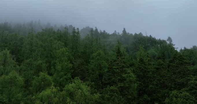 Aerial footage of beautiful dense alpine forest mountain landscape	