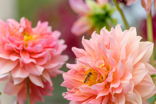 Close up of bee collecting nectar on pink dahlia flower blooming in autumn garden