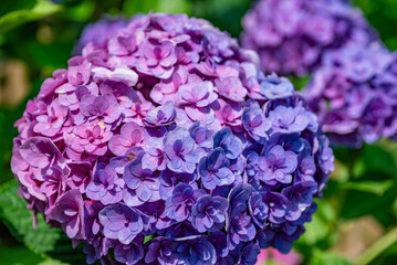 Obraz premium アジサイの花 昼間 / Hydrangea Flowers in Daylight