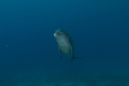 Dolphin swimming in the Red Sea, Eilat Israel
