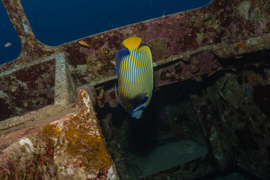 Fish swimming in the Red Sea, colorful fish, Eilat, Israel

