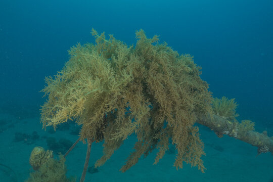 Coral reef and water plants in the Red Sea, Eilat, Israel

