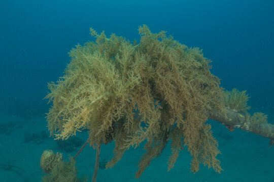 Coral reef and water plants in the Red Sea, Eilat, Israel
